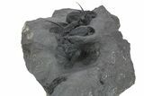 Spiny Cyphaspis Trilobite Cluster - Top Quality Preparation #381607-2